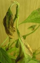 Salvia divinorum - schwerer Spinnenmilben Befall 7