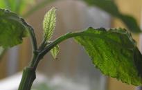 Salvia divinorum - schwerer Spinnenmilben Befall 8