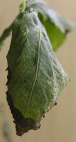 Salvia divinorum - schwerer Spinnenmilben Befall 9