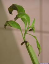 Salvia divinorum - Stem rot #1 - Image 2