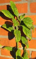 Salvia divinorum - Sonnenbrand 1
