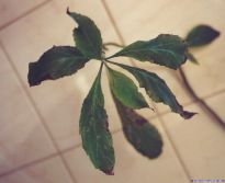 Salvia divinorum - Thripse 1