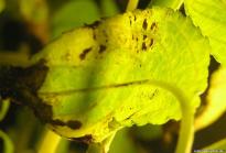 Salvia divinorum - Thripse 5