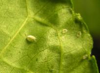 Salvia divinorum - White Fly 1