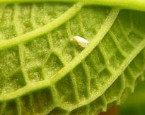 Salvia divinorum - White Fly 2