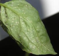 Salvia divinorum - White Fly 3