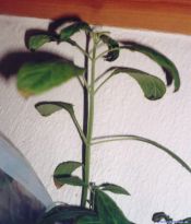 Salvia divinorum - Too much fertilizer