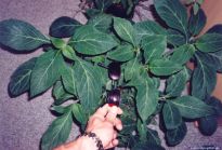 Salvia divinorum - Super-Salvia #1 - Bild 3