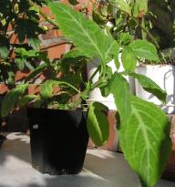 Salvia divinorum - Frühling 1