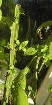 Salvia divinorum - Frühling 3