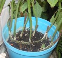 Salvia divinorum - Horizontaler Steckling