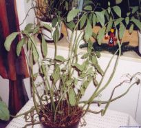 Salvia divinorum - Erholung