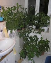 Salvia divinorum - Winter im Badezimmer