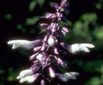 Salvia divinorum Blüte