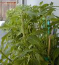 Salvia gesunde Outdoorpflanzen